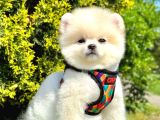 Orijinal ayı surat pomeranian yavrular 
