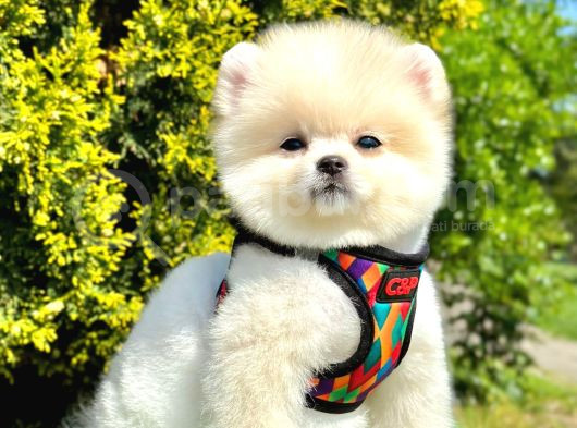 Orijinal Ayı Surat Pomeranian Yavrular 