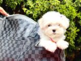 KAR BEYAZ MALTESE BEBEKLER