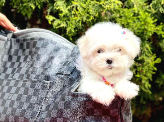 Kar Beyaz Maltese Bebekler