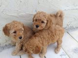 Show Kalite Puppies