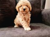 Kahve Tonlu Mini Boy Puppy Sevimli Yavrular Malti̇po Ci̇nsi̇ 