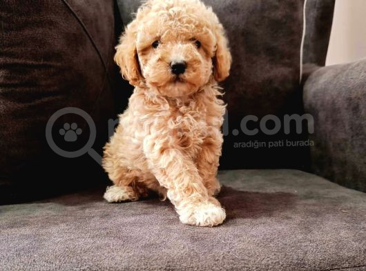 Kahve Tonlu Mini Boy Puppy Sevimli Yavrular Malti̇po Ci̇nsi̇  görsel