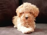 Kahve tonlu mini boy puppy sevimli yavrular MALTİPO CİNSİ 
