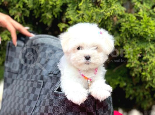 Kar Beyaz Maltese Bebekler görsel