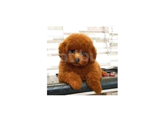 Kıpkırmızı Red Tooy Poodle Sevimli Yavrular  görsel