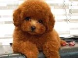 Red braw kıpkırmızı ev üretimi TOOY POODLE 