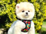 Orijinal Ayı Surat Pomeranian Yavrular 