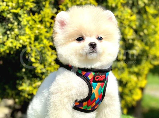 Orijinal Ayı Surat Pomeranian Yavrular  görsel