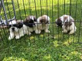 Safkan Shi̇h Tzu Yavrulari Vonalp Garanti̇si̇yle