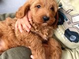 3 Aylık Maltipoo A Kalite