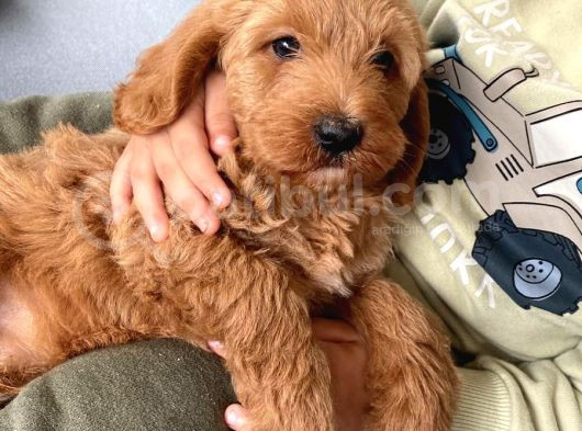 3 Aylık Maltipoo A Kalite görsel
