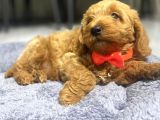 3 Aylık Maltipoo A Kalite
