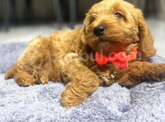 3 Aylık Maltipoo A Kalite görsel