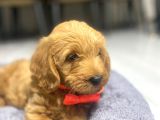3 Aylık Maltipoo A Kalite