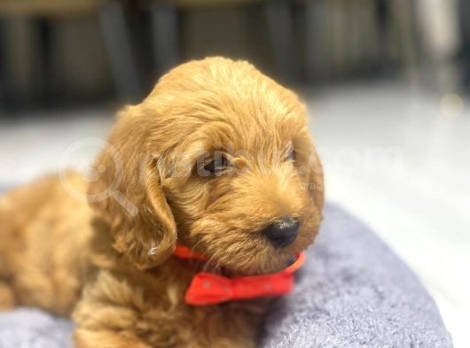 3 Aylık Maltipoo A Kalite görsel