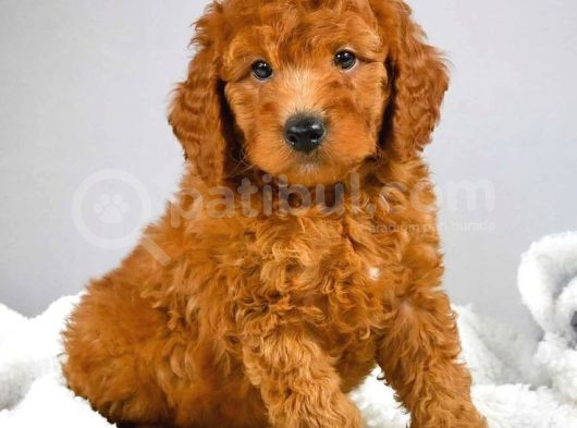 2 Ve 3 Kg Garantisi Altında Red Tooy Poodle Sevi̇mli̇ Kipkirmi görsel
