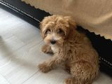 5 AYLIK MALTIPOO EĞİTİMLİ