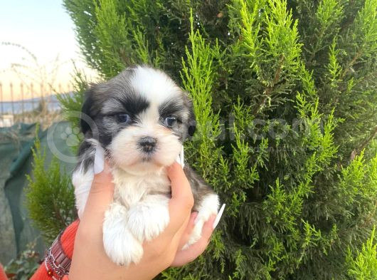 Eşsiz Güzellikteki Prens Ve Prenses Bebeklerimiz görsel