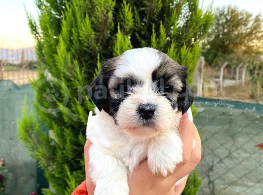 Show Güzellikteki Shih Tzu Yavrularimiz görsel