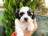 Show Güzellikteki Shih Tzu Yavrularimiz