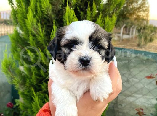 Show Güzellikteki Shih Tzu Yavrularimiz görsel