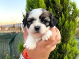 Show Güzellikteki Shih Tzu Yavrularimiz