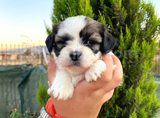 Show Güzellikteki Shih Tzu Yavrularimiz görsel