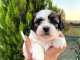 Show Güzellikteki Shih Tzu Yavrularimiz