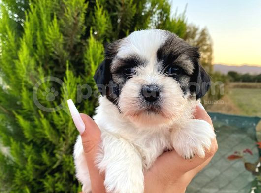 Show Güzellikteki Shih Tzu Yavrularimiz görsel