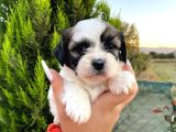 Show güzellikteki shih Tzu yavrularimiz