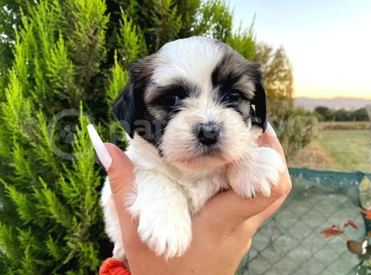 Show Güzellikteki Shih Tzu Yavrularimiz