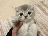 British shorthair silver