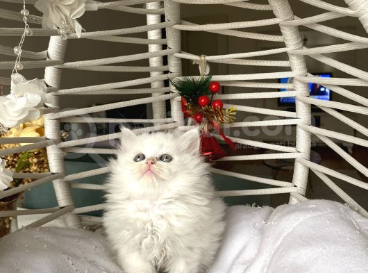Sağlıklı Oyuncu Ev Ortamından görsel