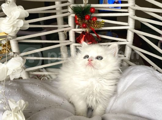 Sağlıklı Oyuncu Ev Ortamından görsel