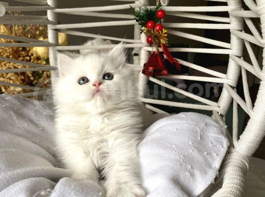 Sağlıklı Oyuncu Ev Ortamından