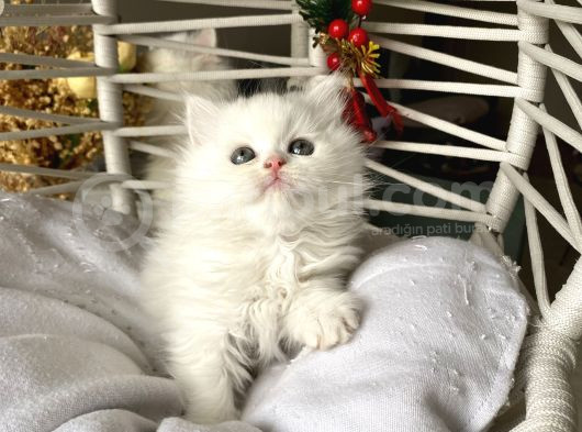 Sağlıklı Oyuncu Ev Ortamından görsel