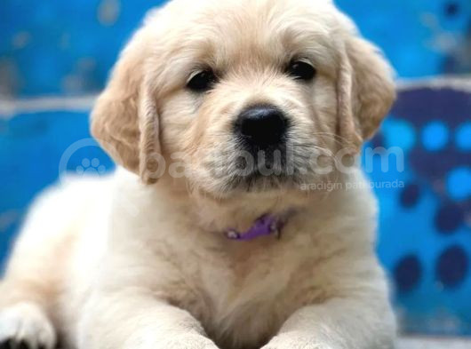 Baby Face Golden Bebekler görsel