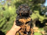 Phantom Özel Renk Poodle Bebeği̇mi̇z