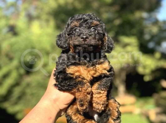 Phantom Özel Renk Poodle Bebeği̇mi̇z görsel