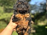 Phantom Özel Renk Poodle Bebeği̇mi̇z