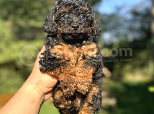 Phantom Özel Renk Poodle Bebeği̇mi̇z görsel