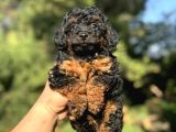 PHANTOM ÖZEL RENK POODLE BEBEĞİMİZ