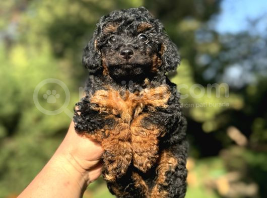 Phantom Özel Renk Poodle Bebeği̇mi̇z