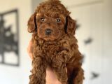 Red Brown Koyu Renk Toy Poodle