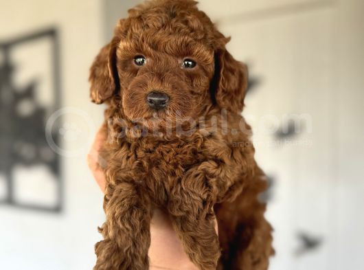 Red Brown Koyu Renk Toy Poodle görsel