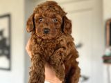 Red Brown Koyu Renk Toy Poodle