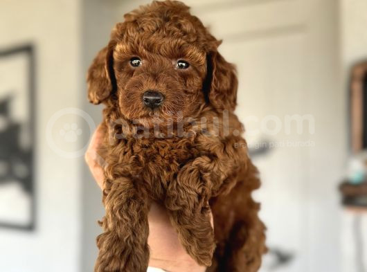 Red Brown Koyu Renk Toy Poodle görsel