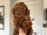 RED BROWN KOYU RENK TOY POODLE