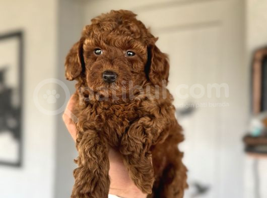 Red Brown Koyu Renk Toy Poodle